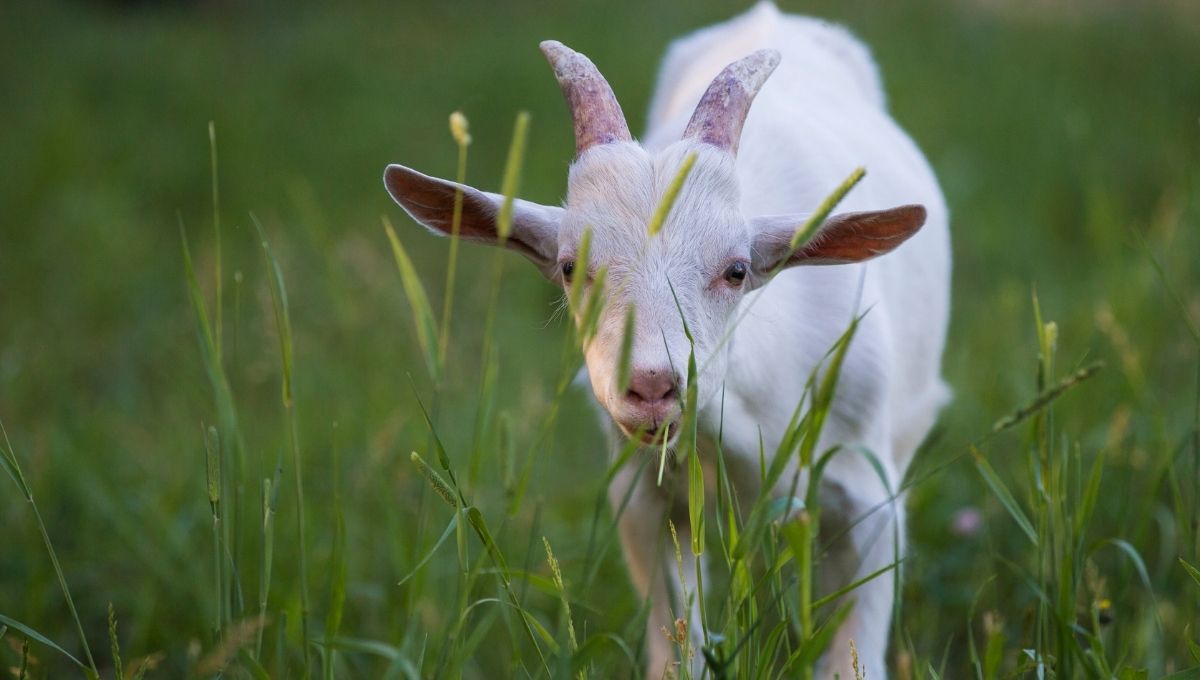 subpage-header-baby-goat