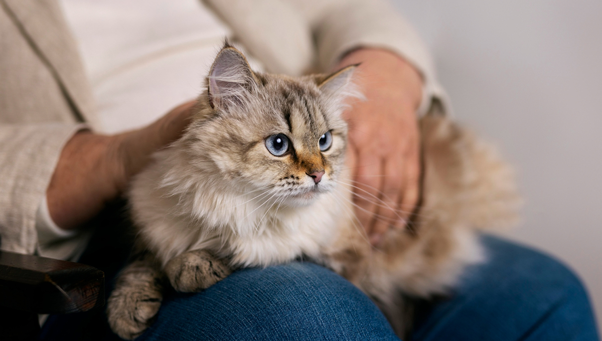 cat sitting on the person lap